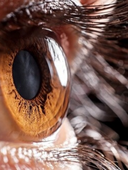 cornea-ocular-surface